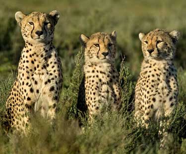 Startling Reasons for Choosing Kenya Safari for Your Next Vacation