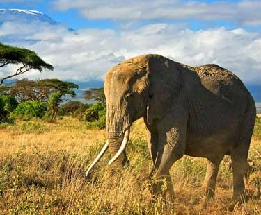 Plan Your Kenya Safari Tour with Brief Details on the Timing, Weather and Seasons