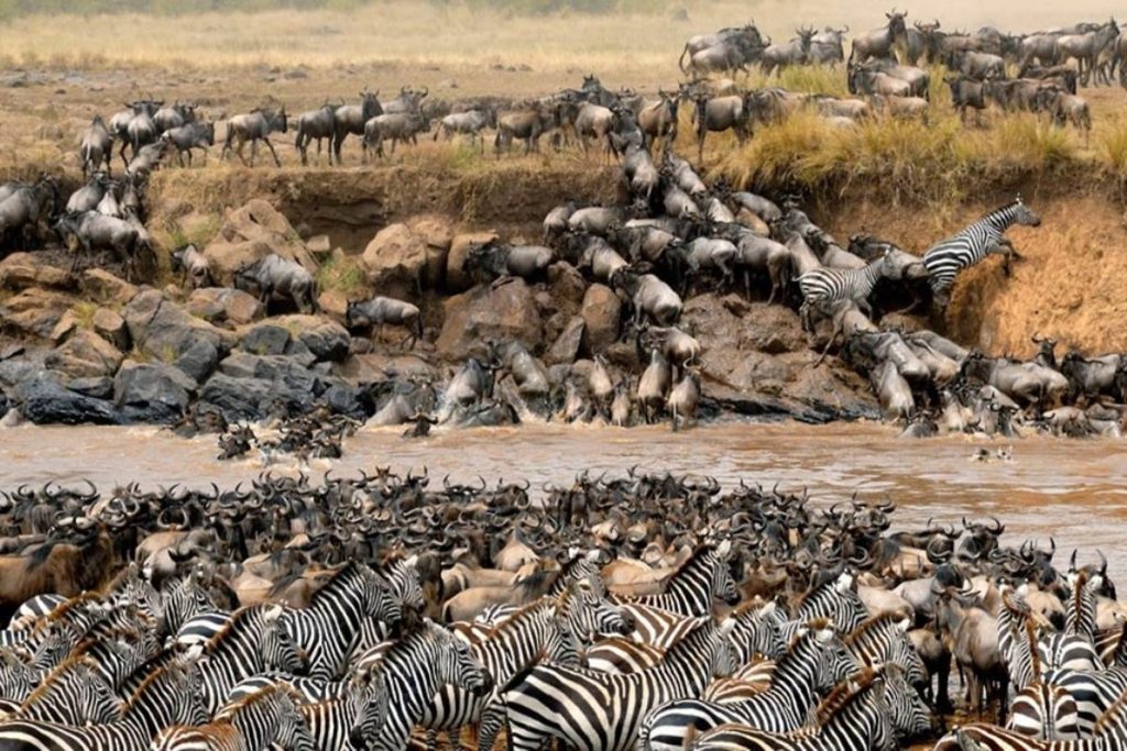 Why Choose Masai Mara Over Serengeti