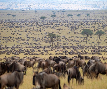 Where You Will Find The Best View Of The Great Migration?
