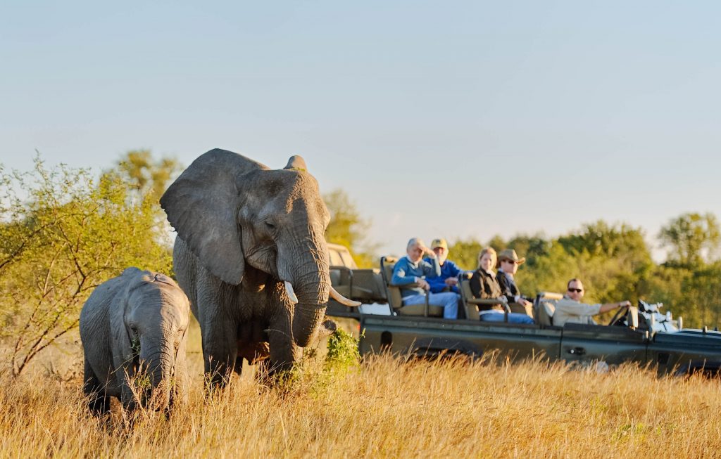 How to Plan an African Safari on a Budget
