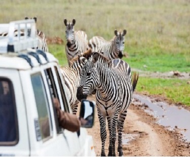 Planning A Perfect Kenya Family Safari With Kids – Here Is The Topmost Guide!