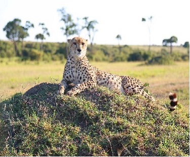 What Determines Your Kenya Safari Cost? An Honest Kenya Safari Budget Guide!