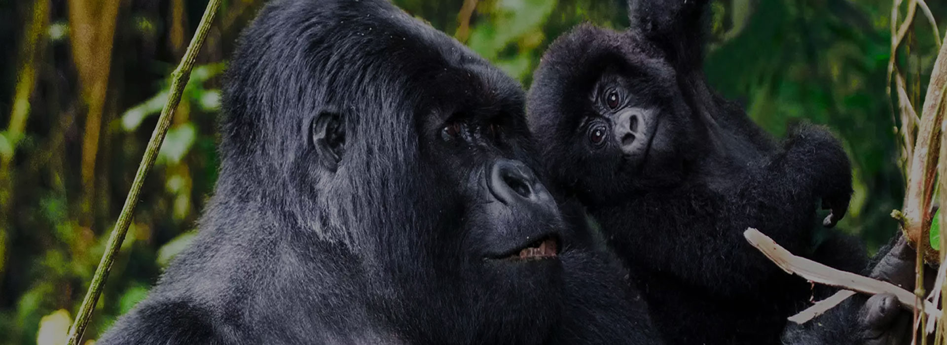 3 Days Gorilla trekking safari in Bwindi impenetrable forest