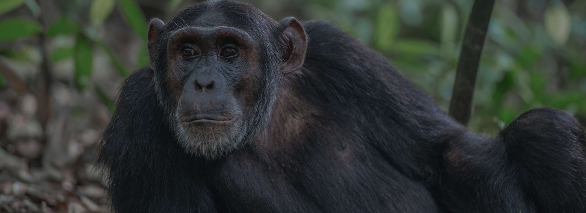 3 Days Uganda Primate Safari in Kibale Forest National Park