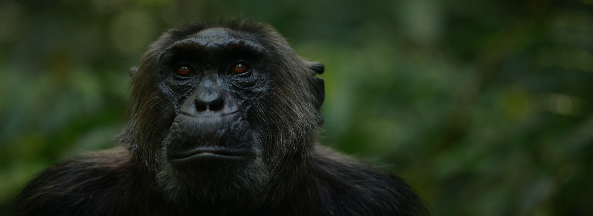 8 days gorilla tracking, wildlife & chimpanzee safari