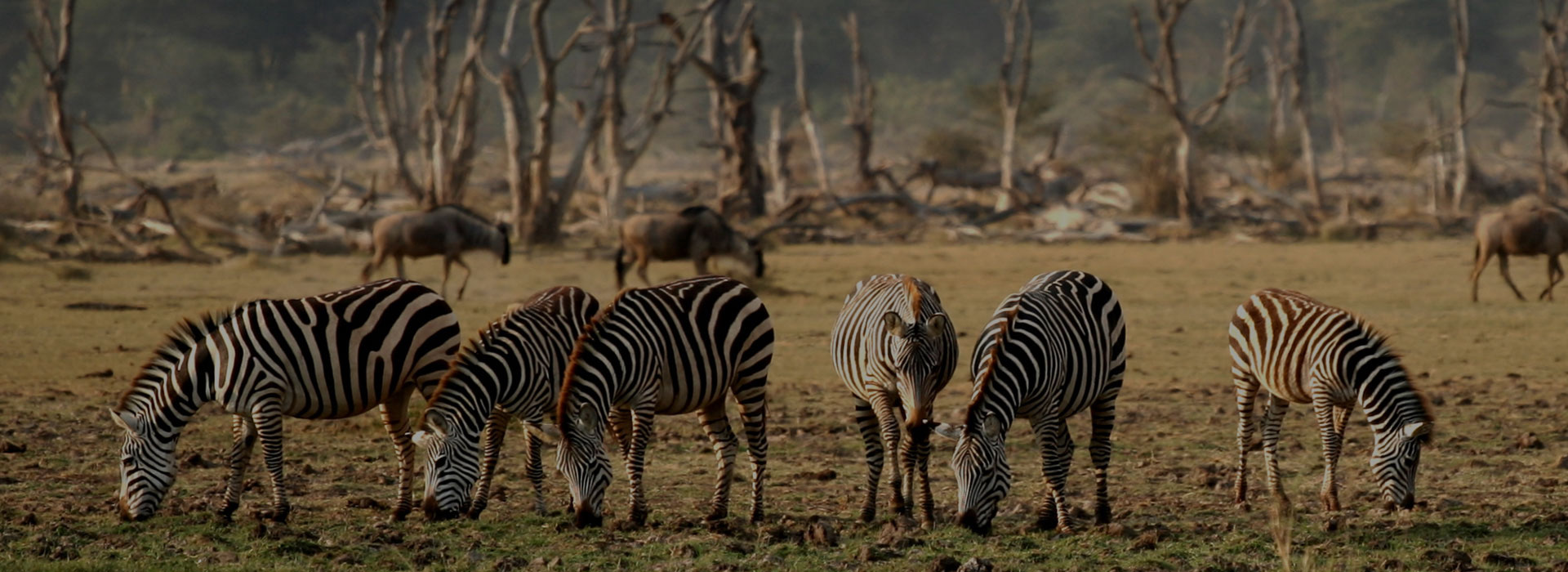 8 Days Scenic Tanzania safari