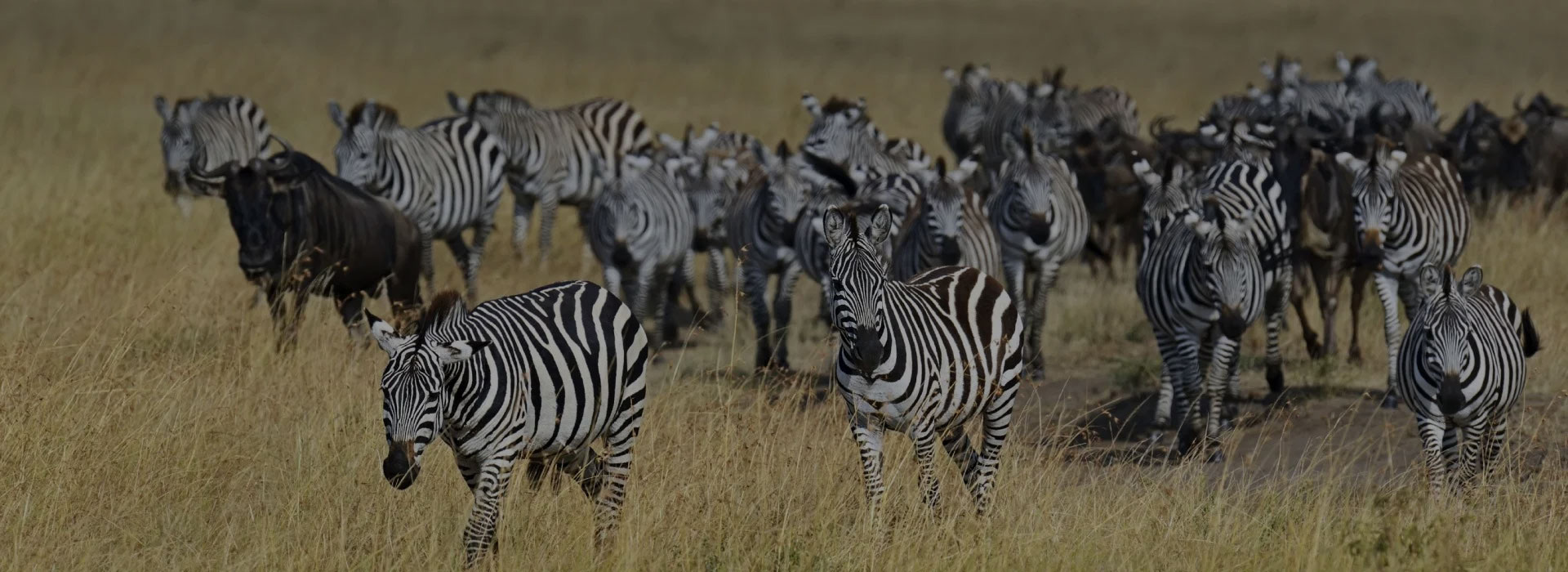 9 Days Jewels of Kenya Safari Adventure