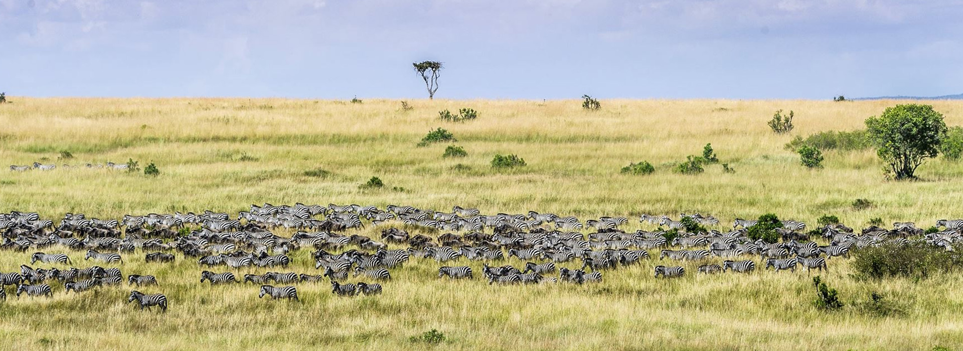 Best Time to Visit Kenya Safari