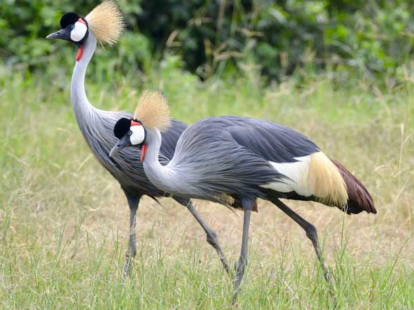 Birding In Uganda