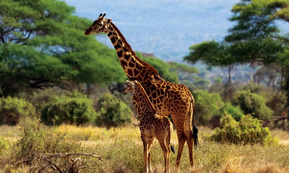 Tipping on Safari in Kenya