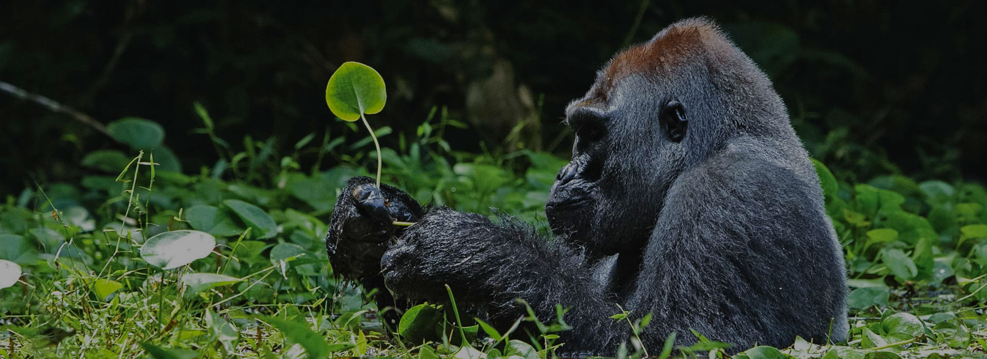 Grand tour of Rwanda gorillas, chimpanzees & other primates