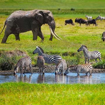 Kenya Excursions Safari