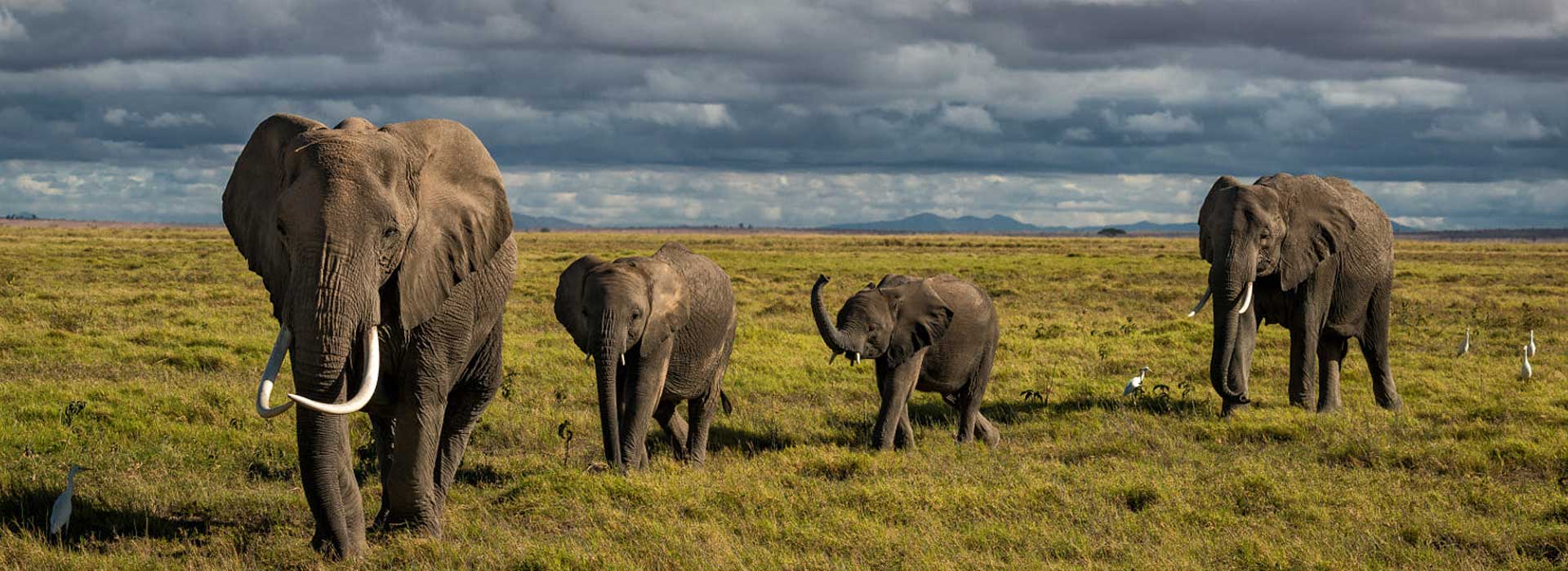 What Should I Expect On A Kenya Safari?