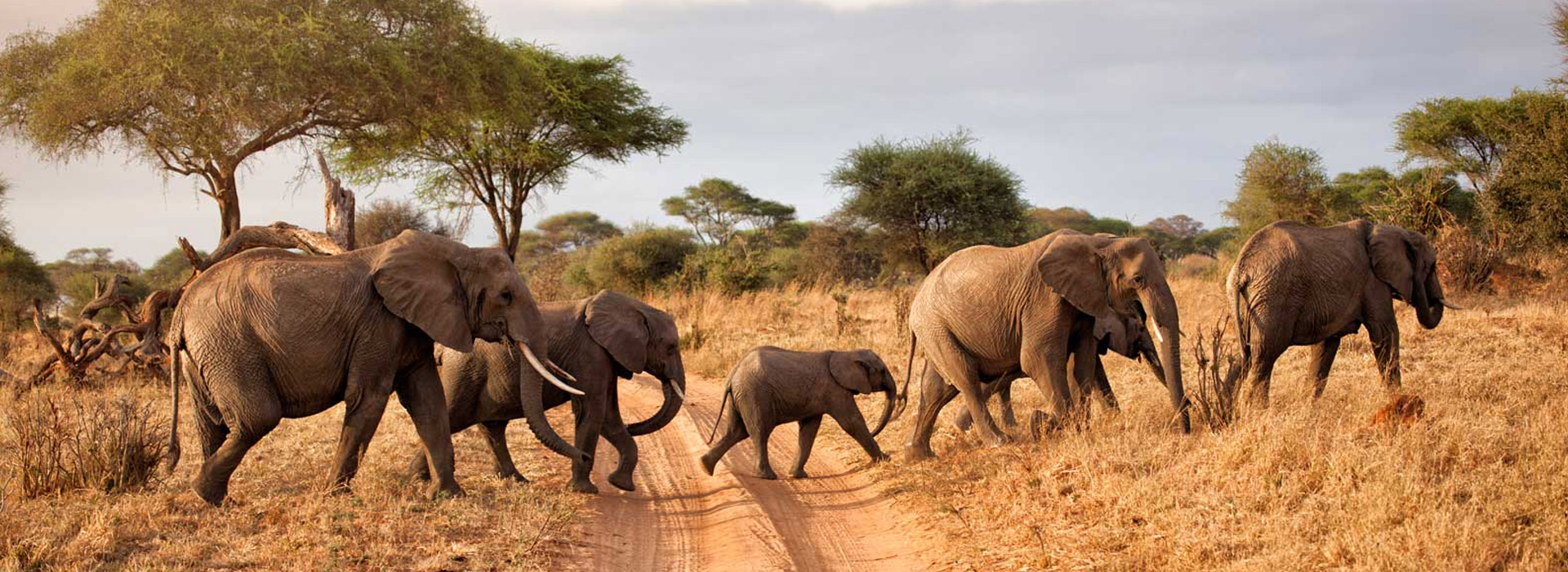 Kenya Tanzania Combined Safari