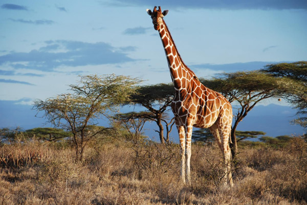 Kenya Safari Facts For Kids