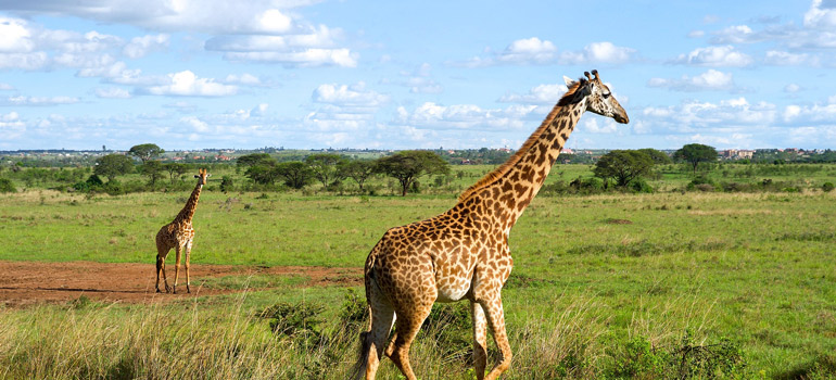 nairobi national Park