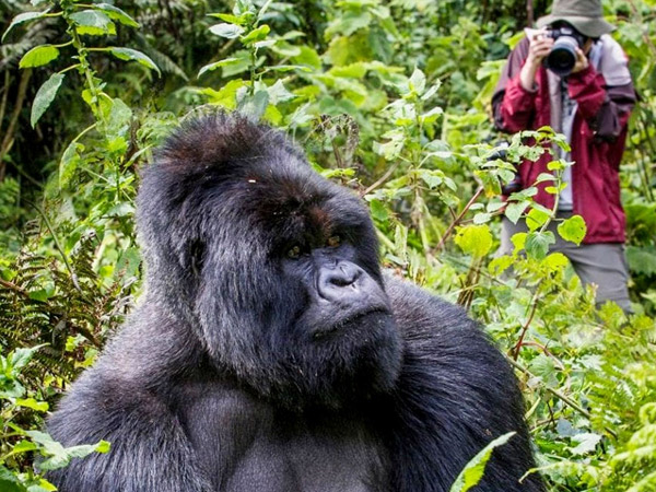 Gorilla Tracking In Rwanda