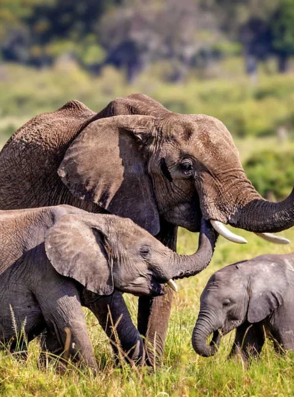 aardwolf Africa adventure safaris Tanzania destination