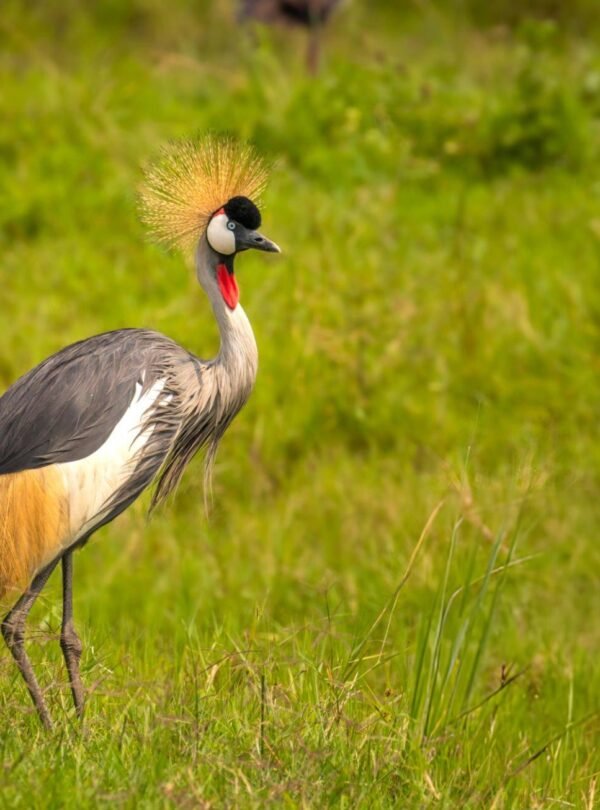 aardwolf Africa adventure safaris Uganda destination