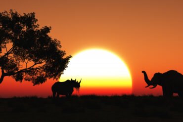 African Safari Holidays: Discover the Beauty, Wildlife and Adventure of Africa
